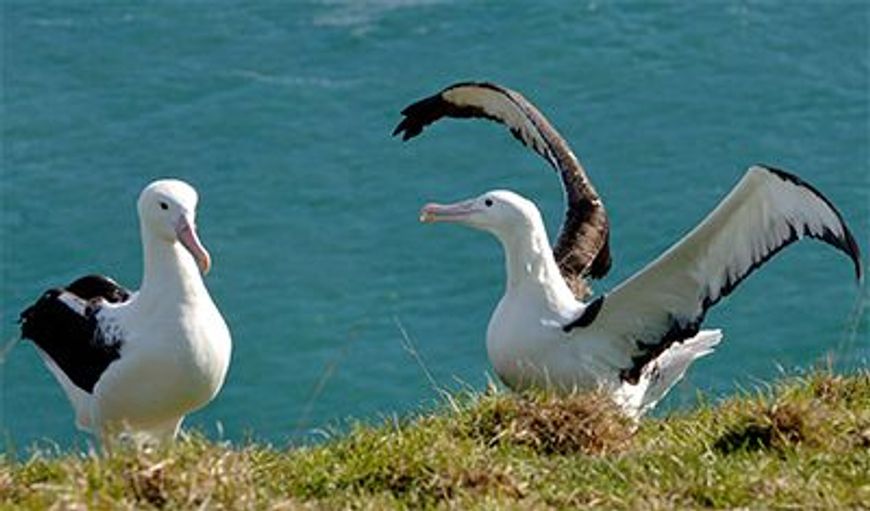 Royal Albatross Centre